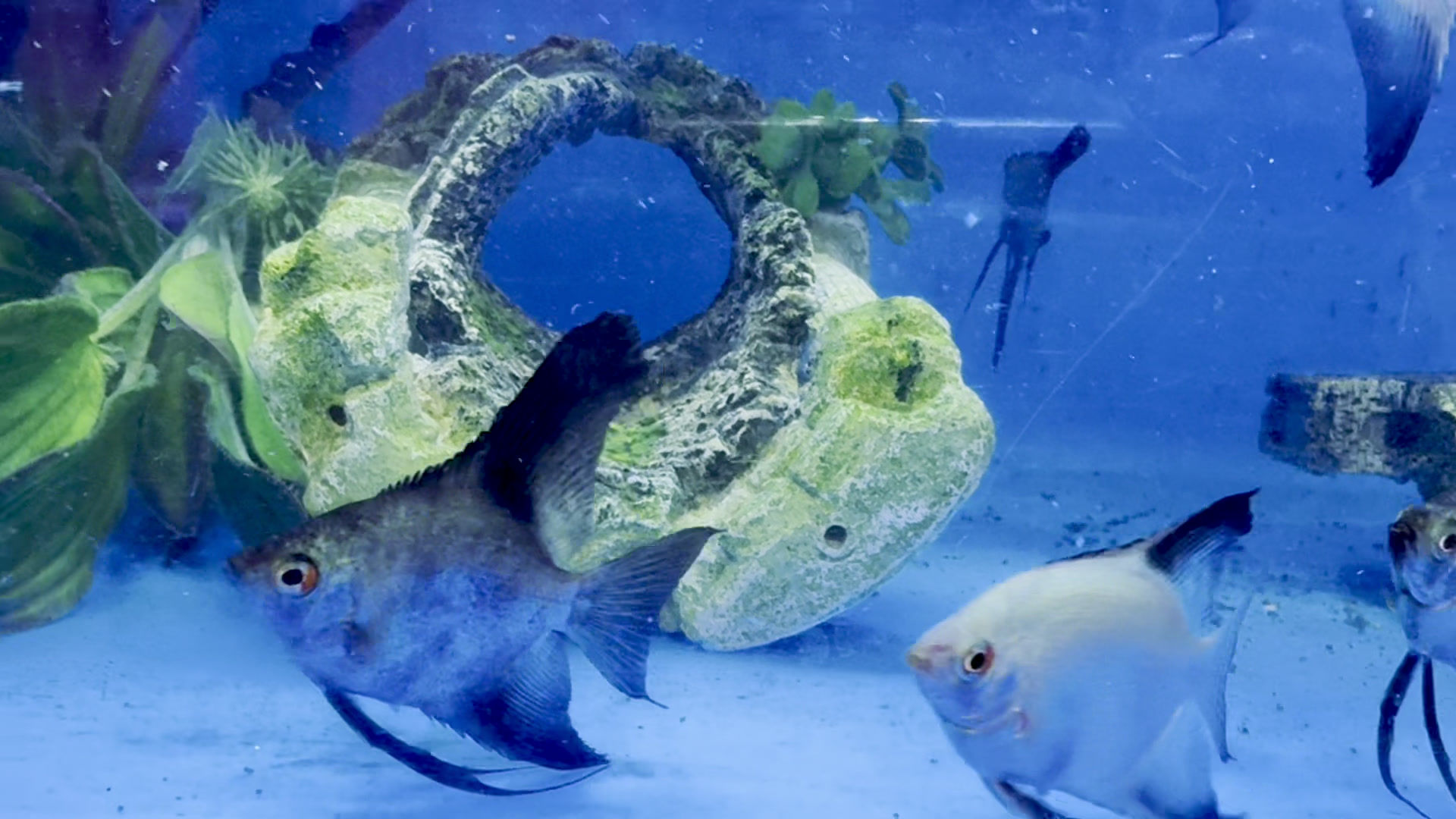 Bulgarian Seal Point Angelfish (Singapore Farm)