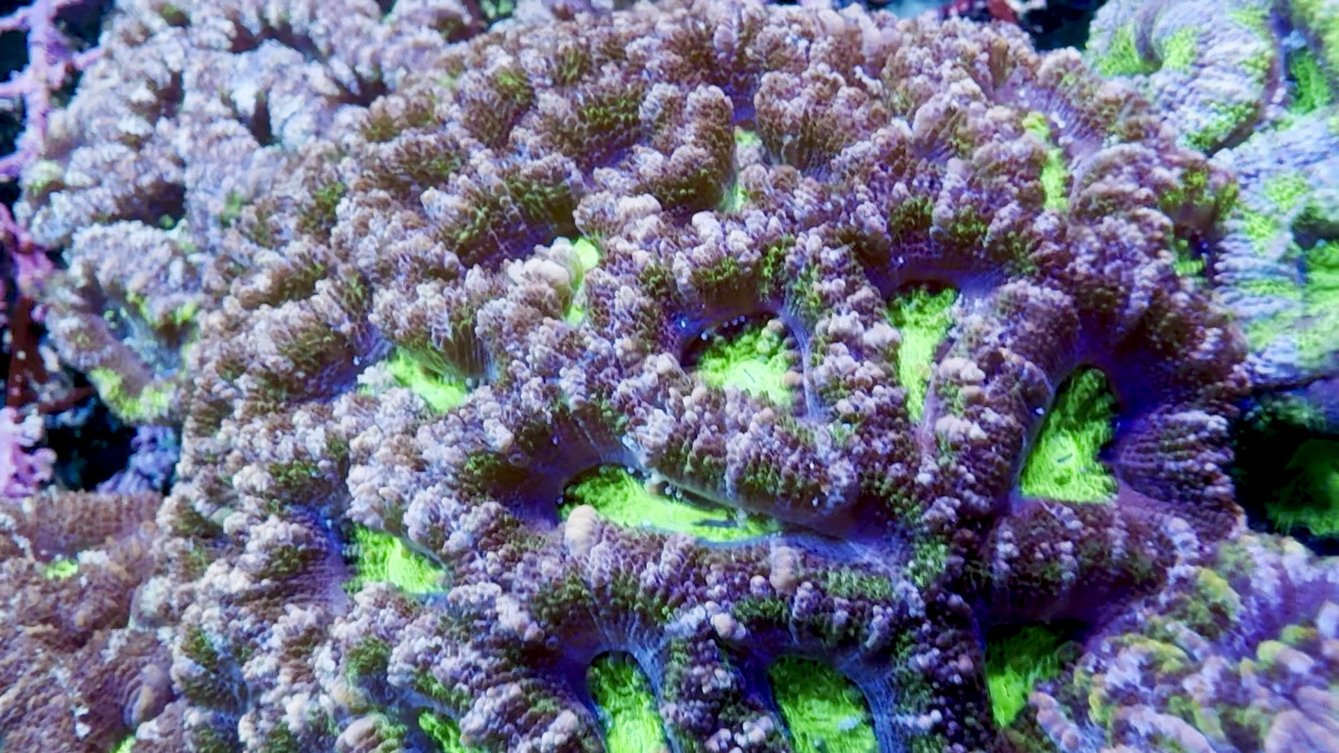 Australian Acan Lord Ultra 6