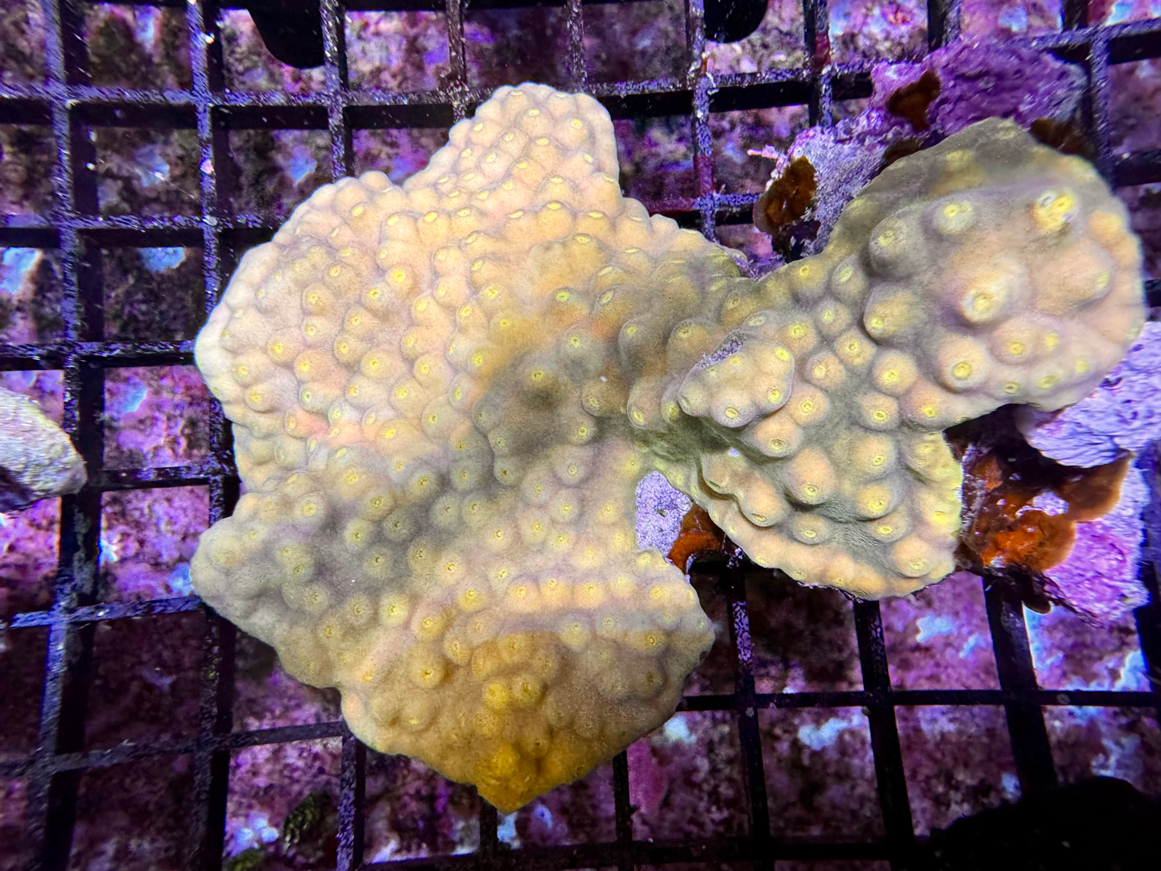 Tubinaria Pellata Ruffled 1