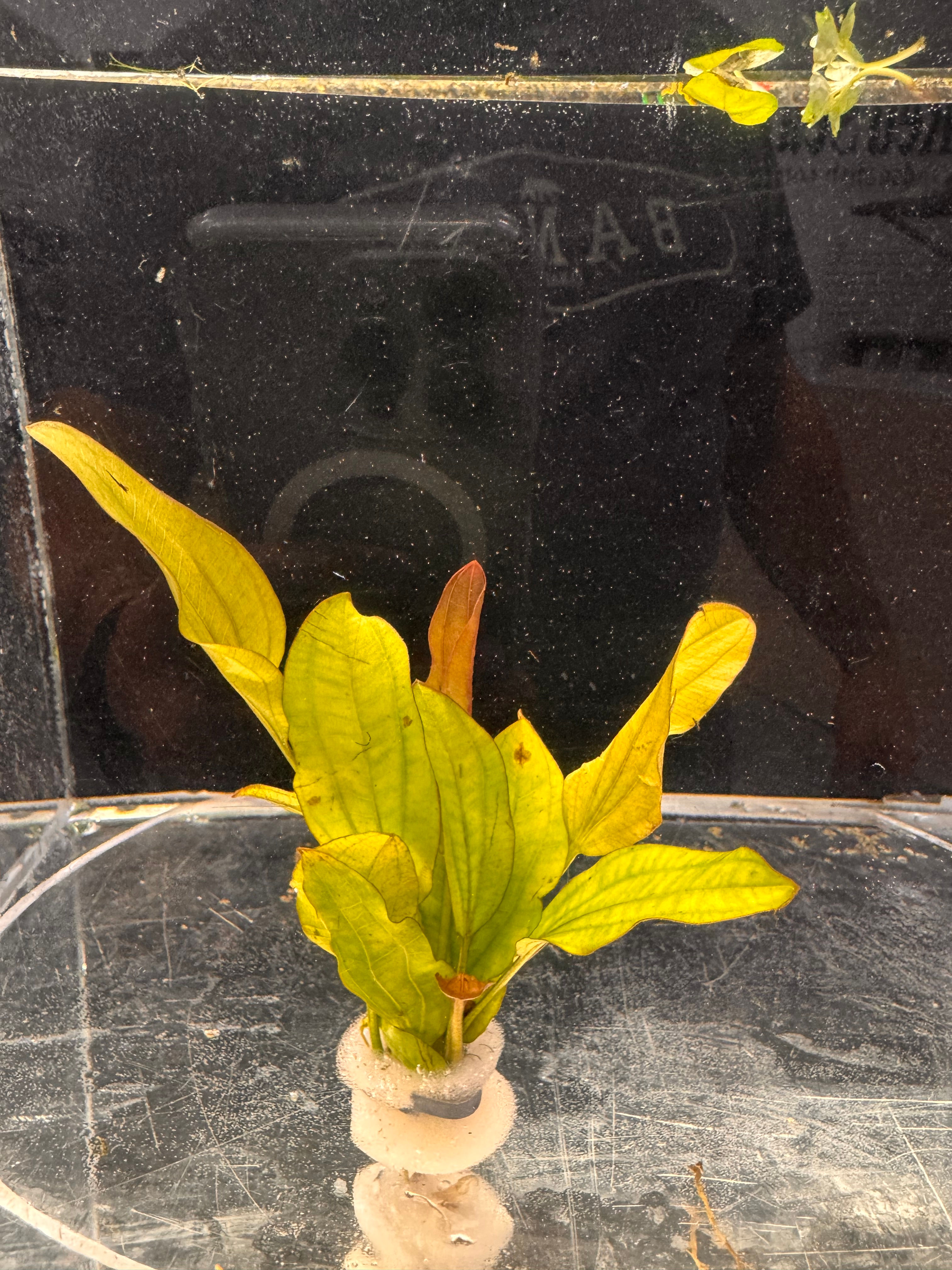 Echinodorus "Indian Red"