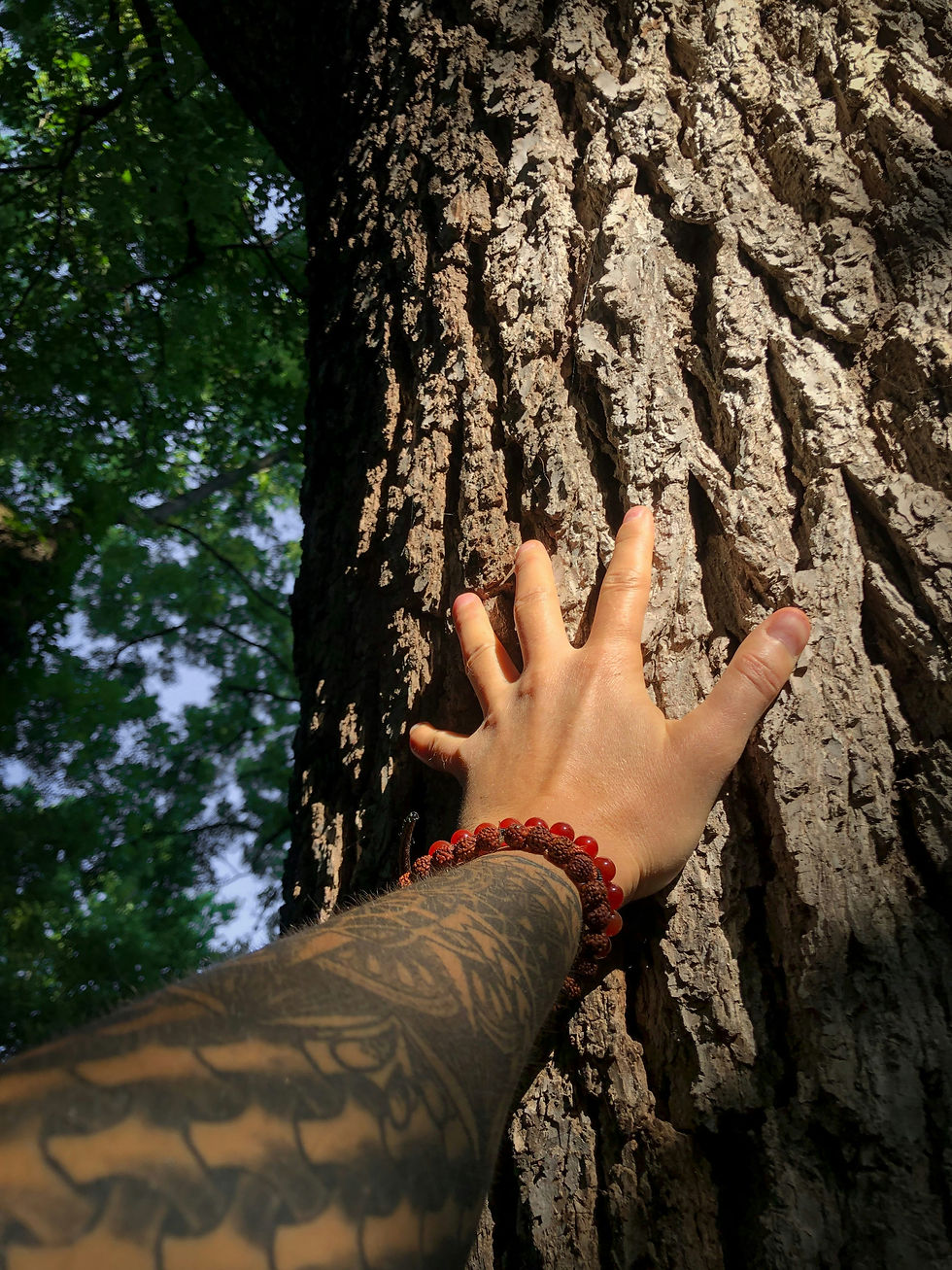 a woman with a sleeve tattoo reaching out and touching a tree, holistic healing, therapy in st petersburg fl