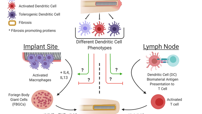 Uncovering the role of dendritic cells in the foreign body response to materials