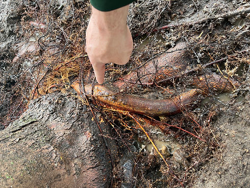 arborist pointing at girdling root problem in a tree in stillwater mn