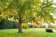 green-and-yellow-trees-in-early-autumn-park-2026-01-06-10-00-24-utc.jpg