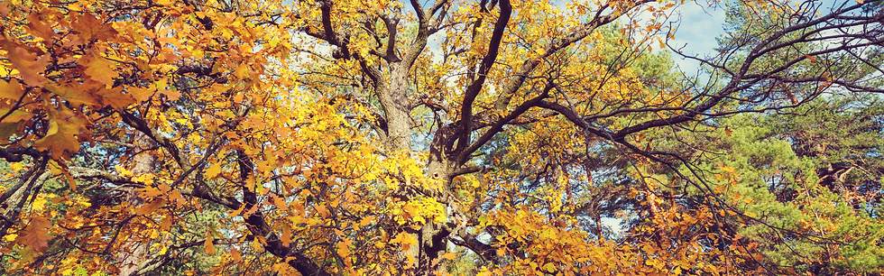 Oak Tree with oak wilt disease