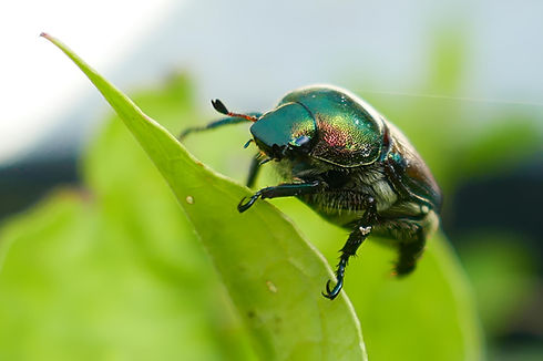 japanese-beetle-on-a-leaf-in-the-usa-2026-03-18-07-01-56-utc.jpeg