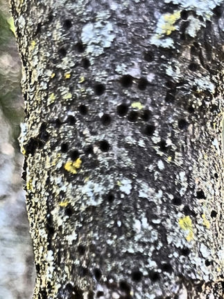 Ash Bark Beetle