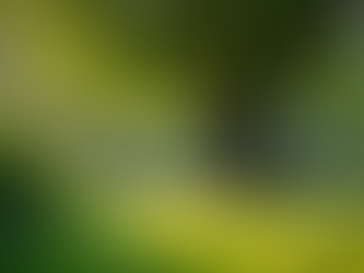 Top Benefits of Professional Tree Care