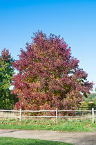 Red Oak tree in Grant MN