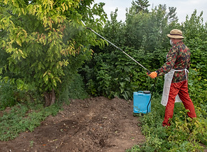 gardener-sprays-trees-with-protective-liquid-in-ga-2026-01-11-08-41-24-utc.jpg