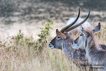 Wildlife Nature-7.jpg