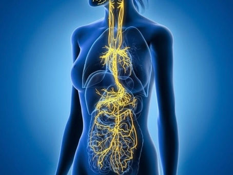 "Gus" The Vagus Nerve