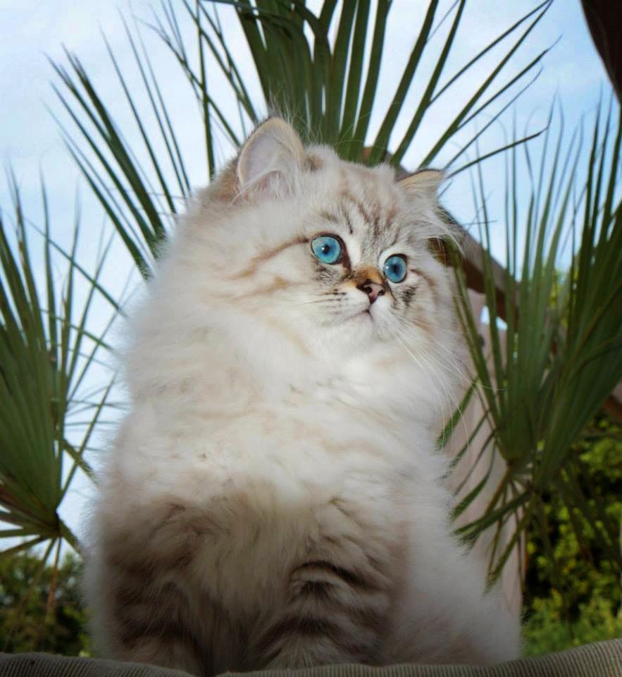 seal golden tabby point