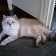 Seal golden tabby point-British
