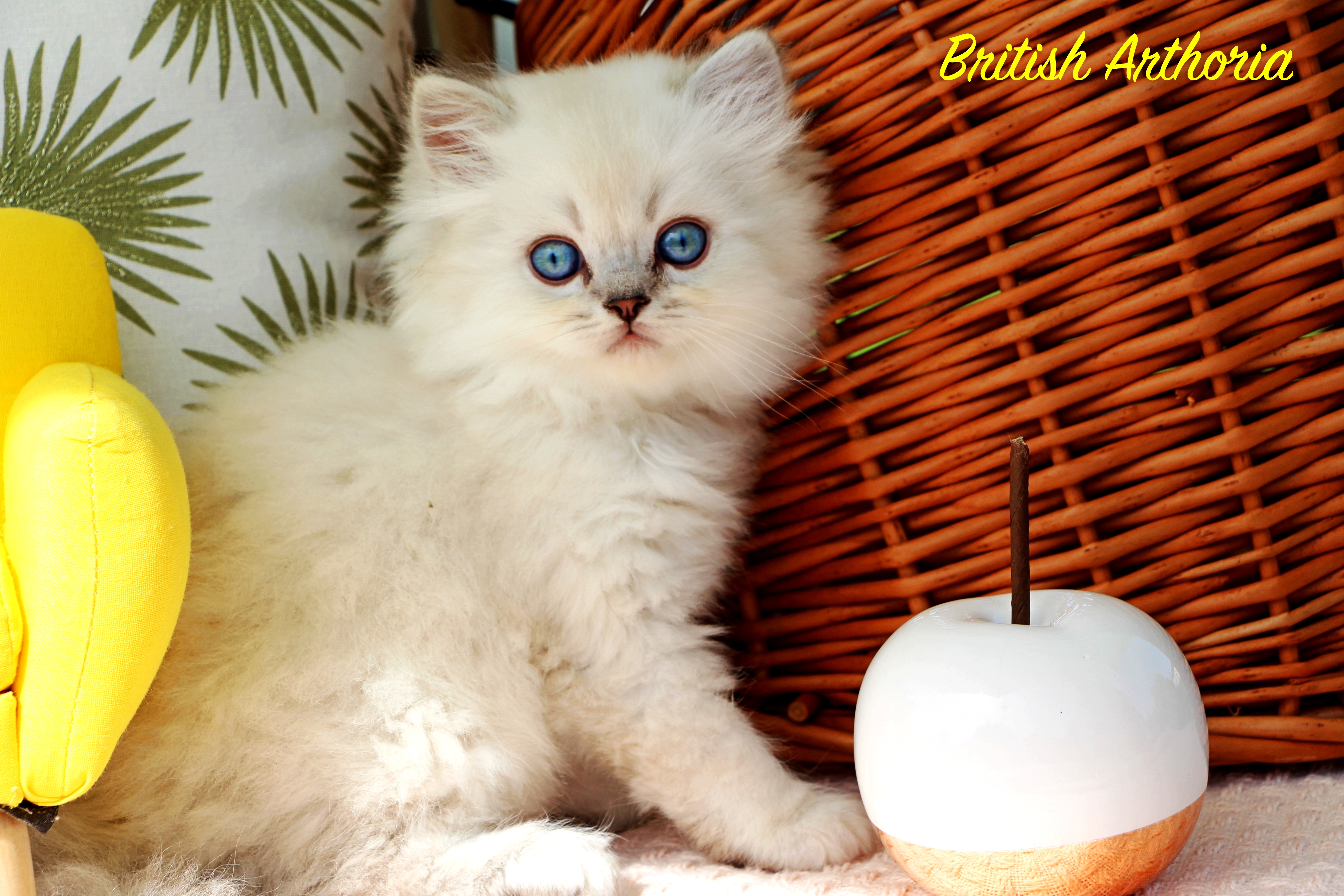 British longhair