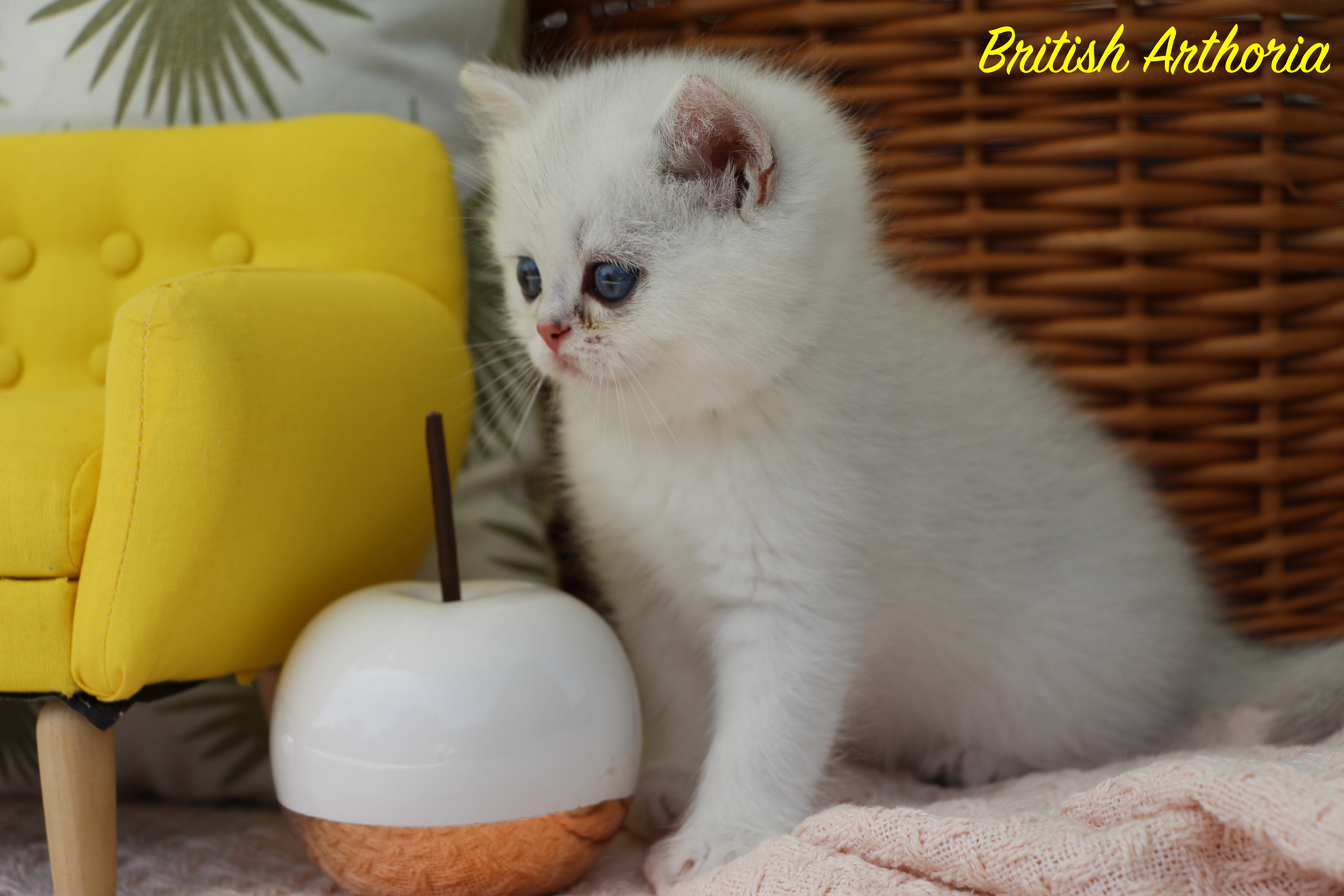 British shorthair
