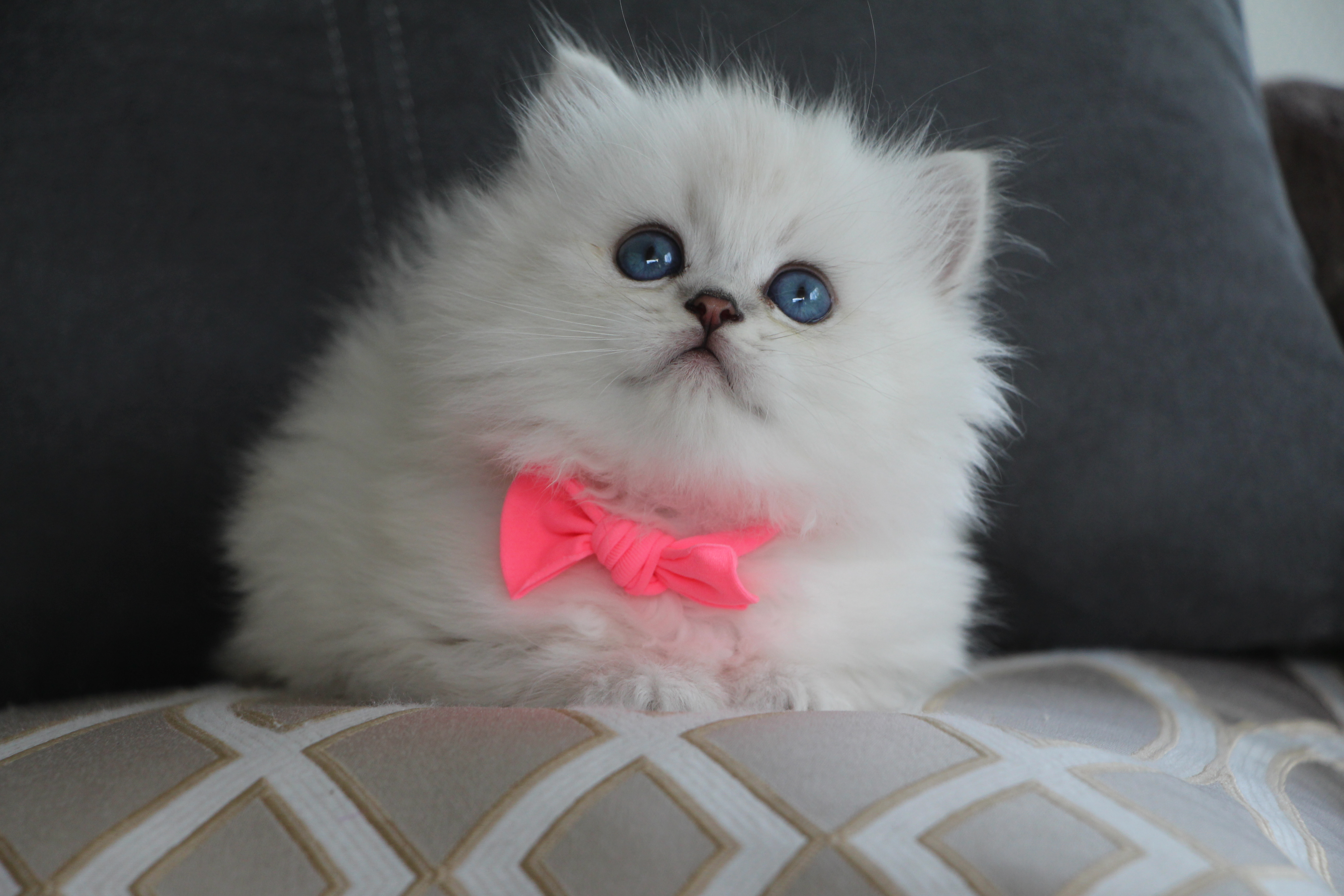 Chaton British Longhair