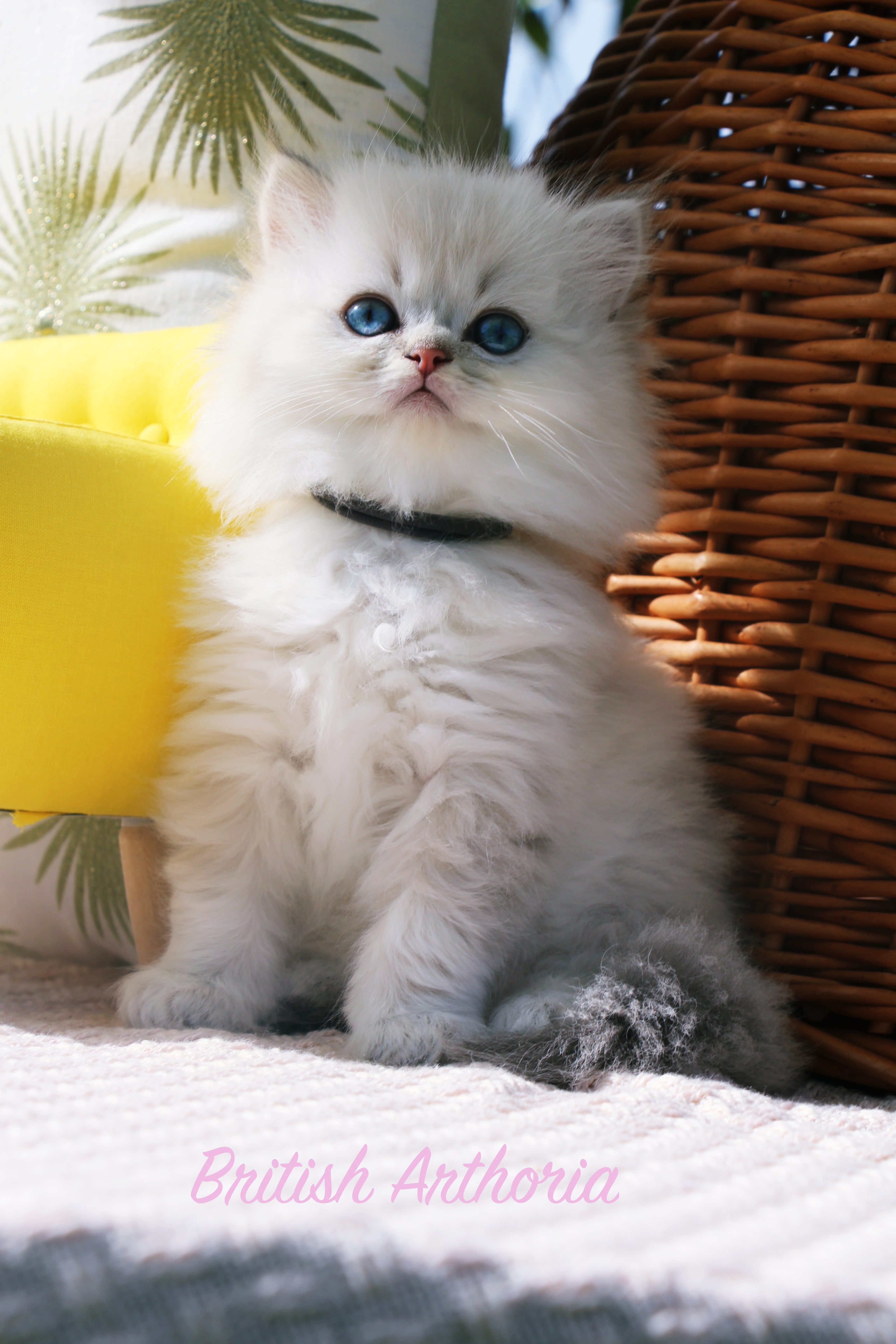 Chaton British longhair