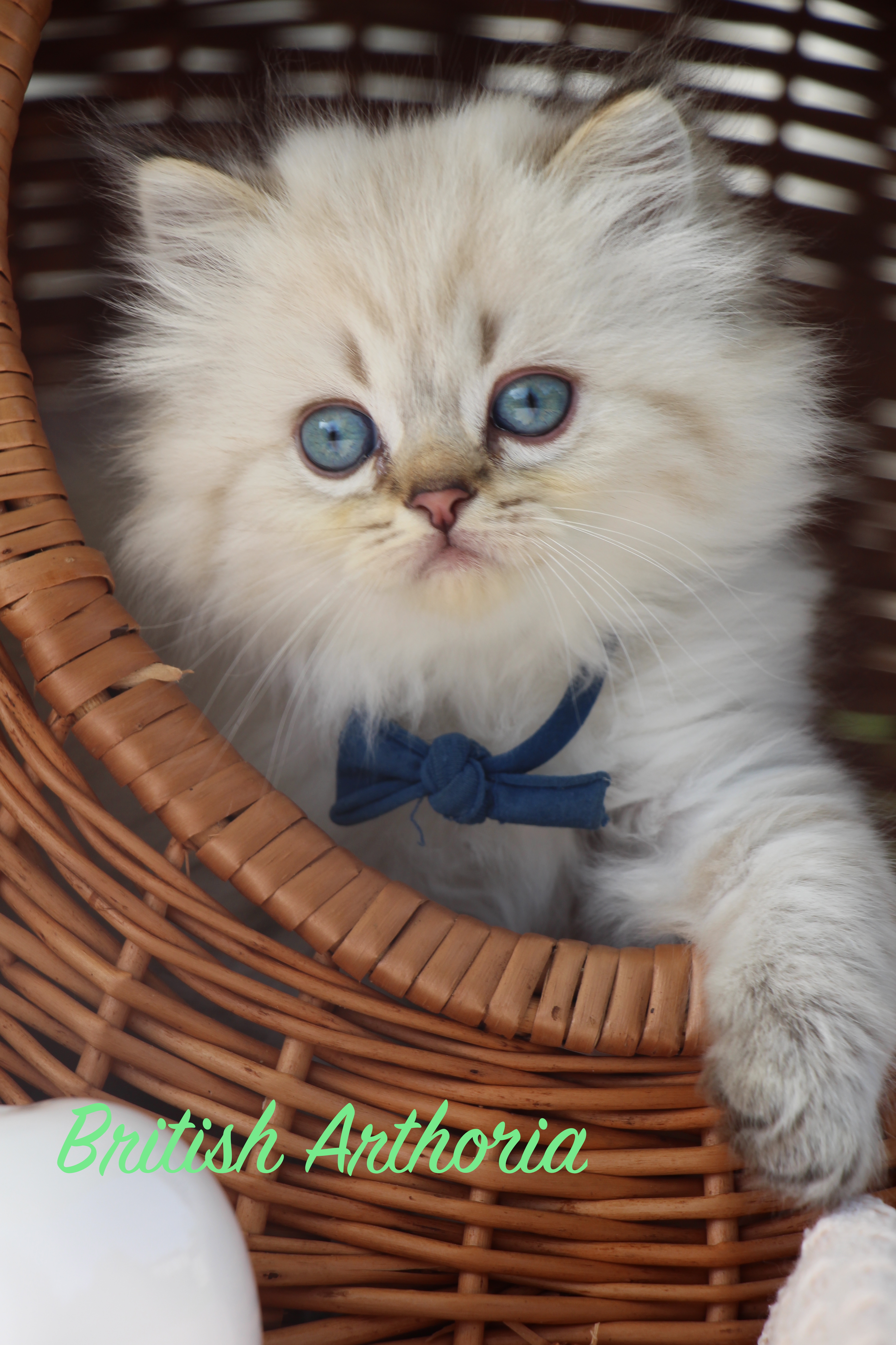 chaton british lo