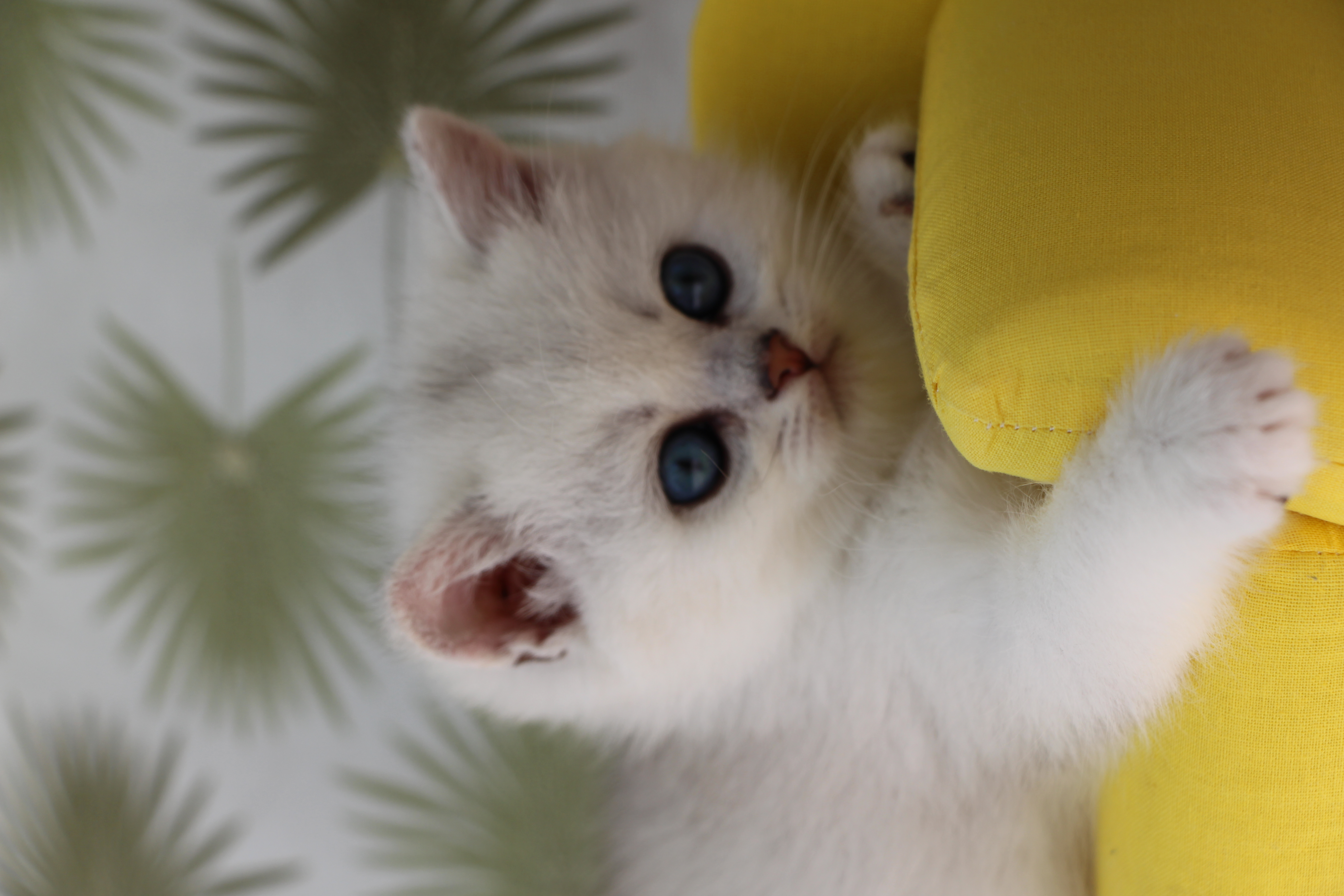 British shorthair