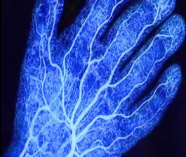 P28   FRACTAL HAND BONES.png