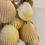 Thumbnail: KIPAS SEA SHELLS