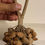 Thumbnail: KENARI SEEDS BUNCH