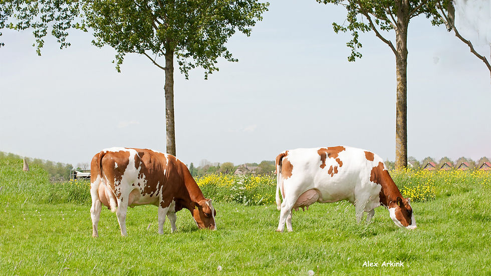 doble proposito holanda web.jpg