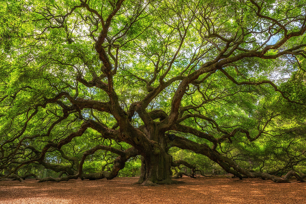 Angle Oak Tree in Johns Island, South Carolina. .jpg
