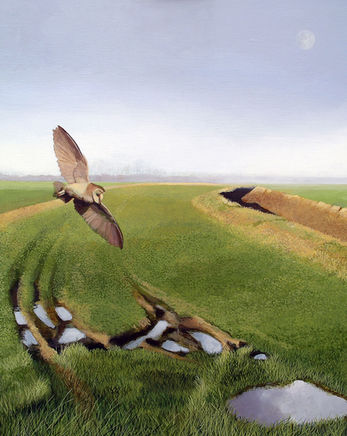 Barn Owl, flying over fields in Wingfield, Suffolk