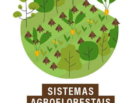 Você sabe o que são Sistemas Agroflorestais?
