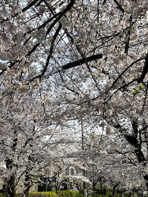 ４月（しがつ）は新（あたら）しいスタートの季節（きせつ）です🌸