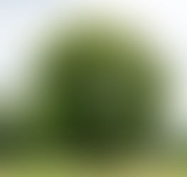 大田区(おおたく)の木(き)、花(はな)、鳥(とり)を知(し)っていますか?