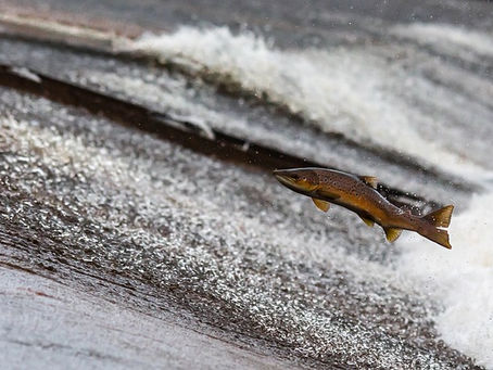 El espíritu del Salmón