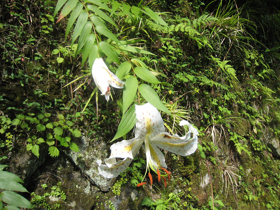 四季の花