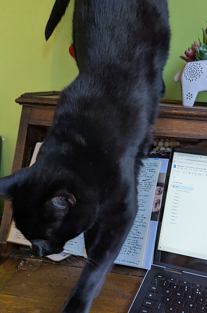 My feline assistant who is a cute black cat.