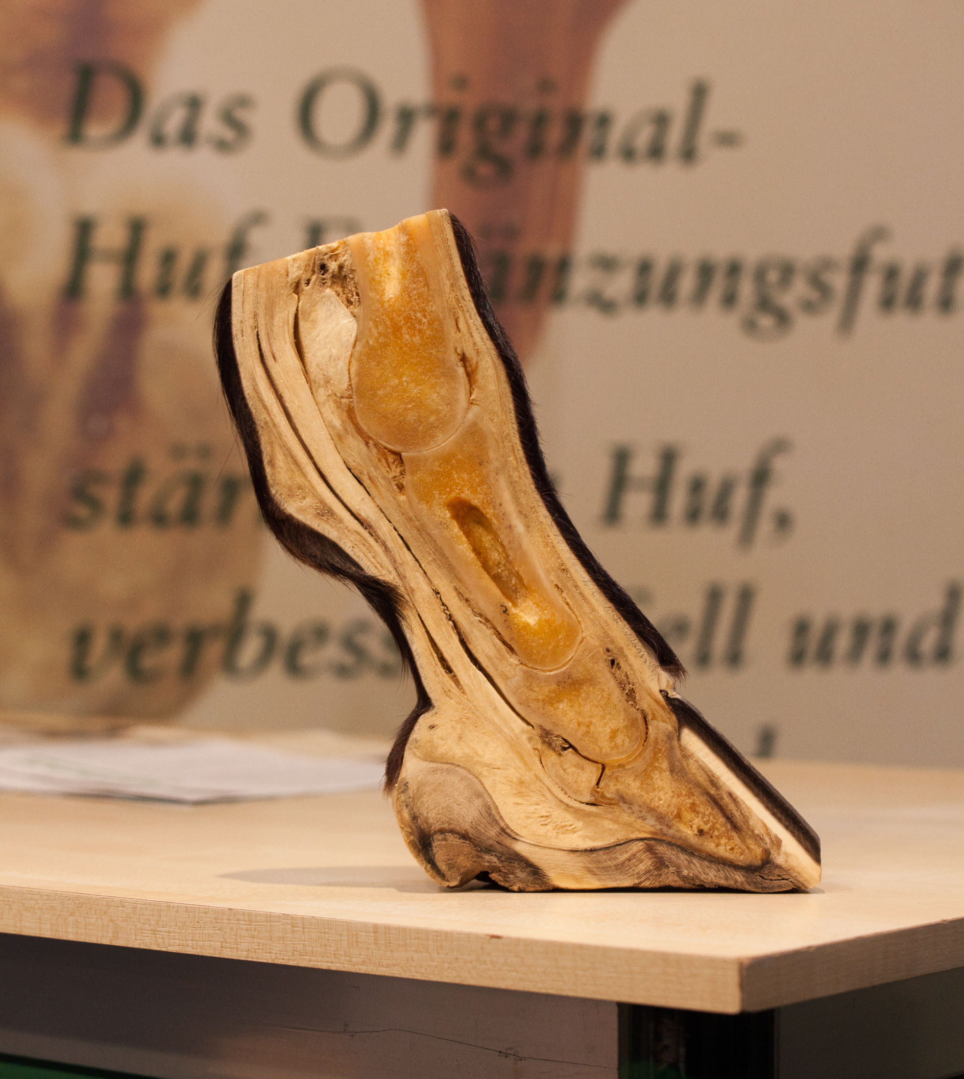 Hufkurs Modul 1 - Anatomie, Physiologie und Biomechanik des Hufes