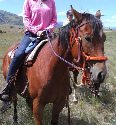                           Riding a Wild Horse 