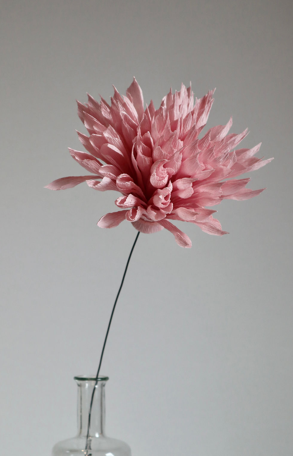 Miniatura: Dalia