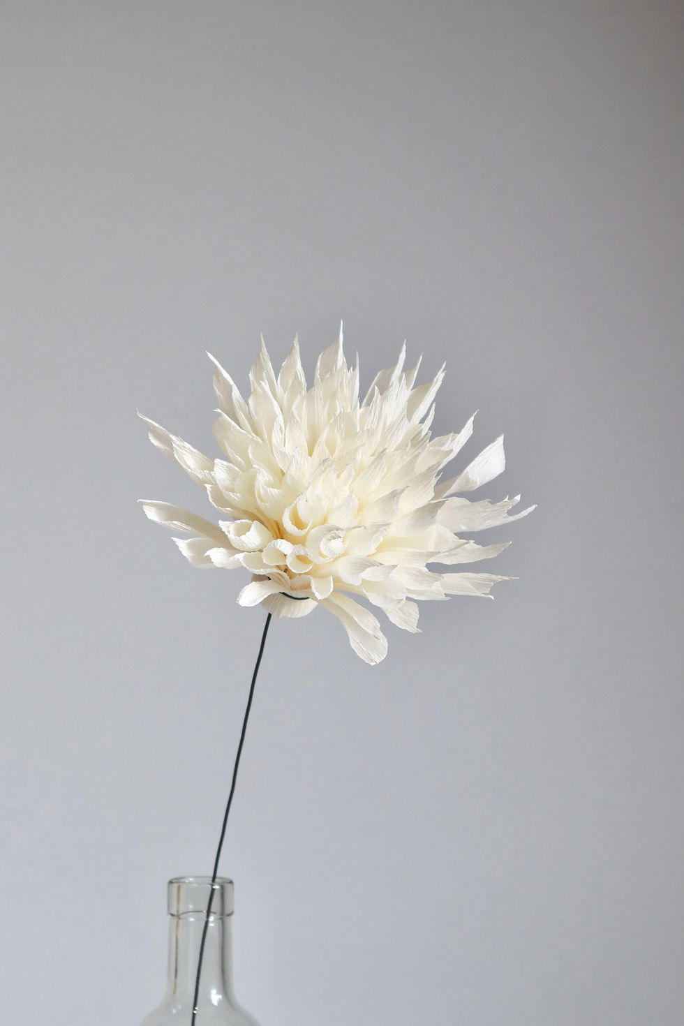 Miniatura: Dalia