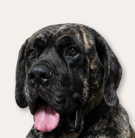 Muddy Mastiff' Nena
