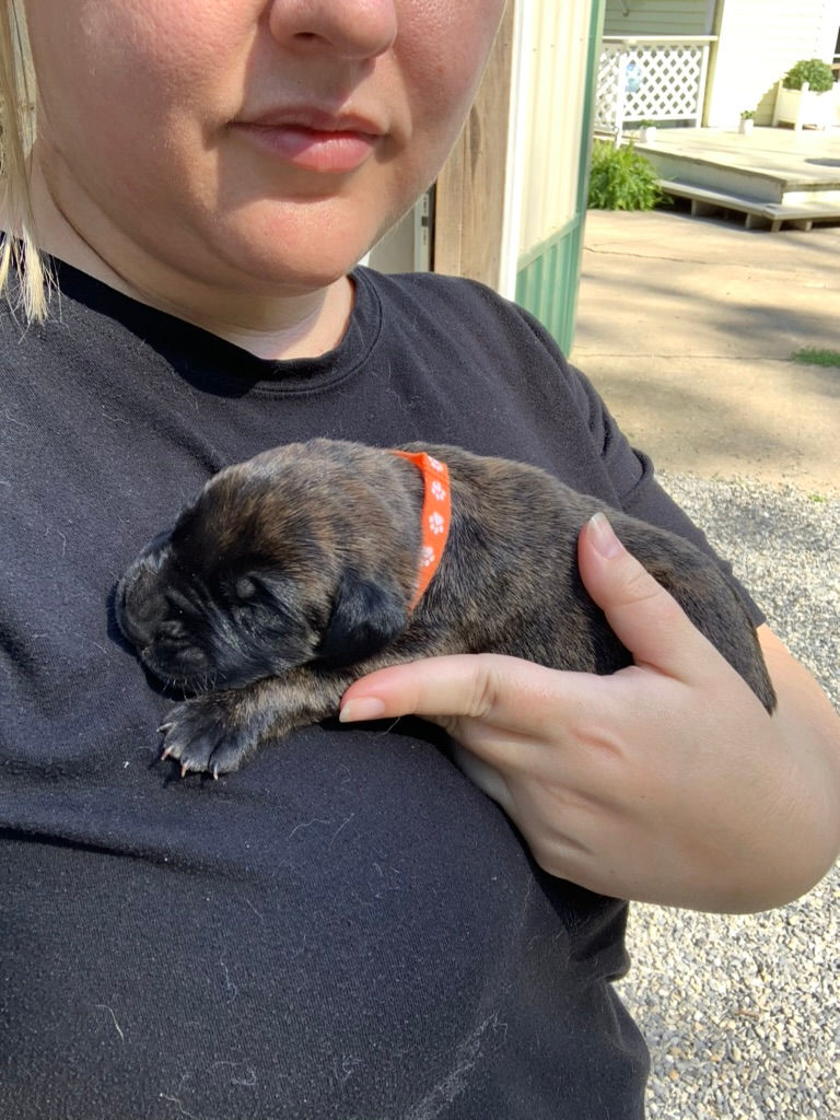Orange Collar Brindle Boy (CH Freedom & Zelda)