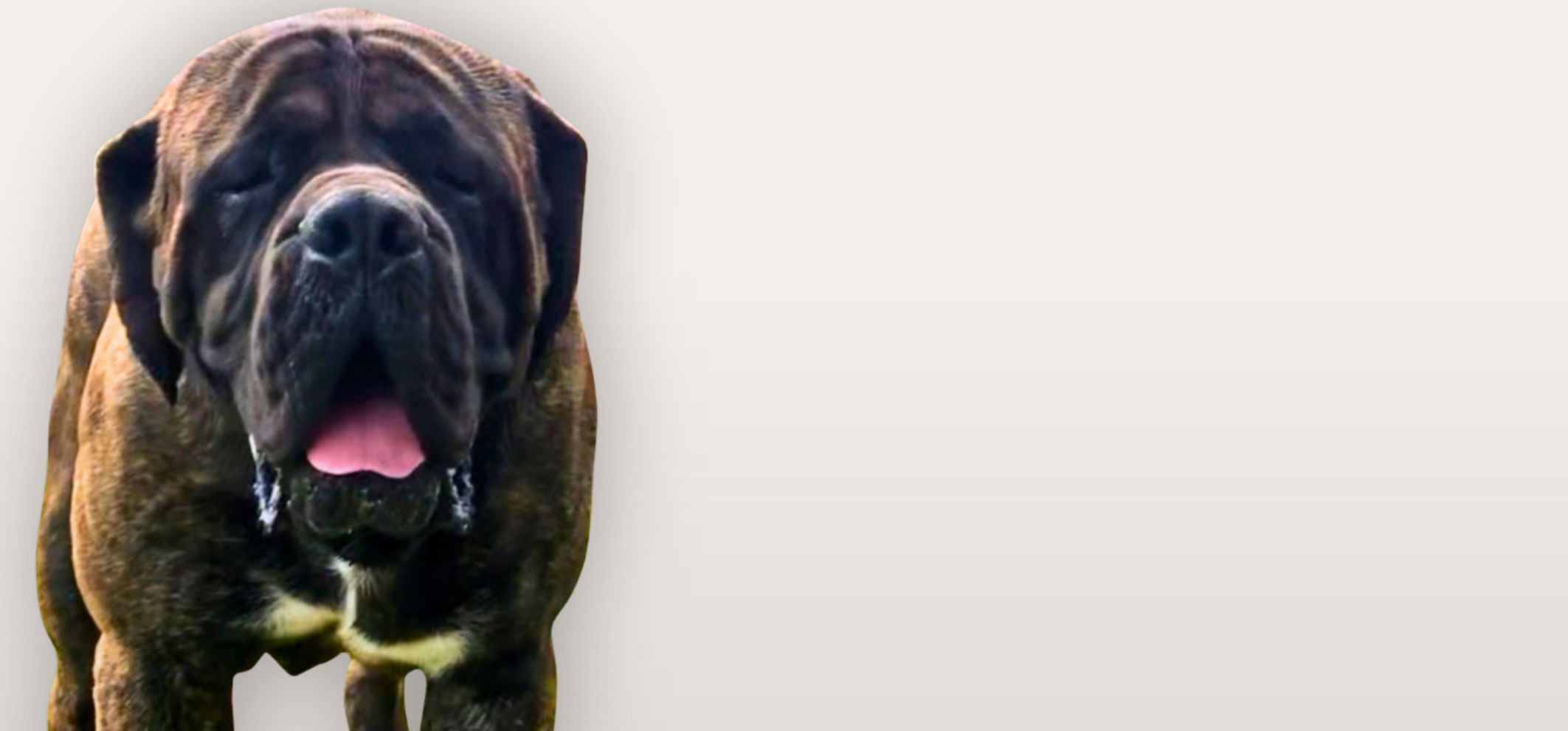 Alissa Black sells Muddy Mastiffs' English Mastiff Puppies in Pennsylvania as well as books by author Alissa Black