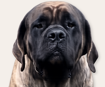 Muddy Mastiffs' Zelda