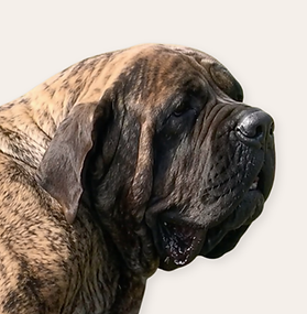 Muddy Mastiffs' Zuri