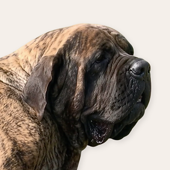 Muddy Mastiffs' Zuri
