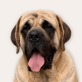 Muddy Mastiffs' Opal
