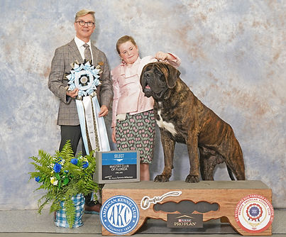 CH Deer Creek's Freedom of Muddy Mastiffs