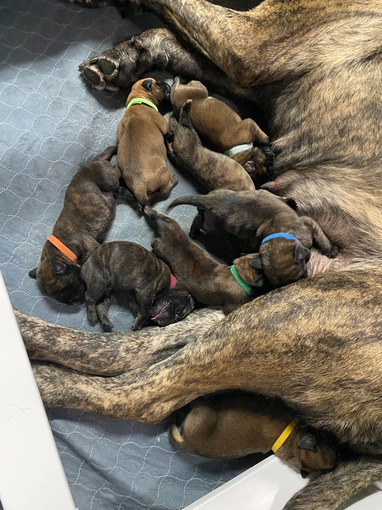 Thumbnail: Purple Collar Fawn Brindle Girl (CH Freedom & Zelda)