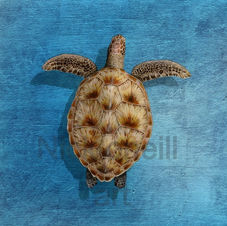 intotheblue  glide  nickoneill - Copy_edited.jpg